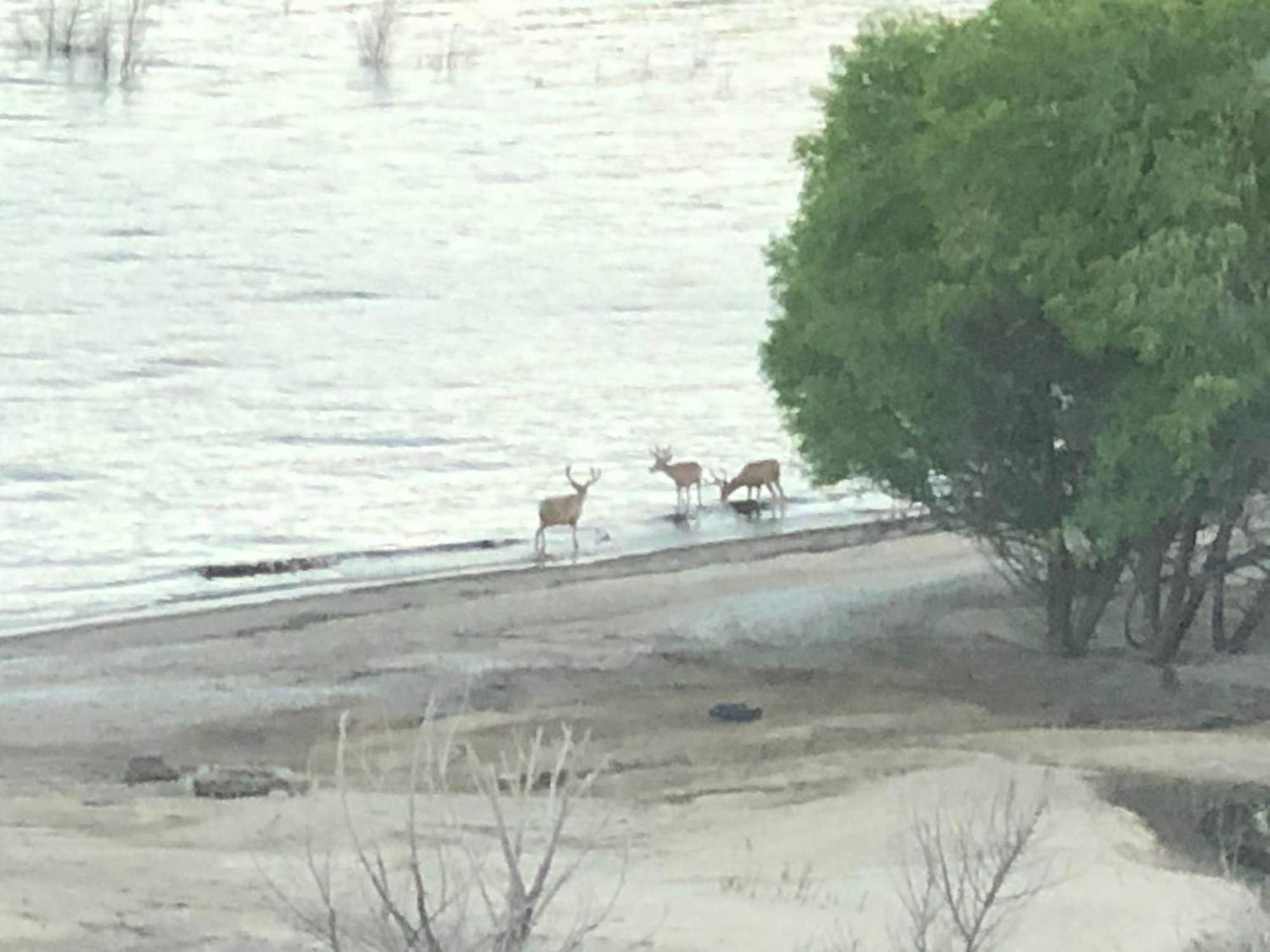 Motel Mount-n-lake